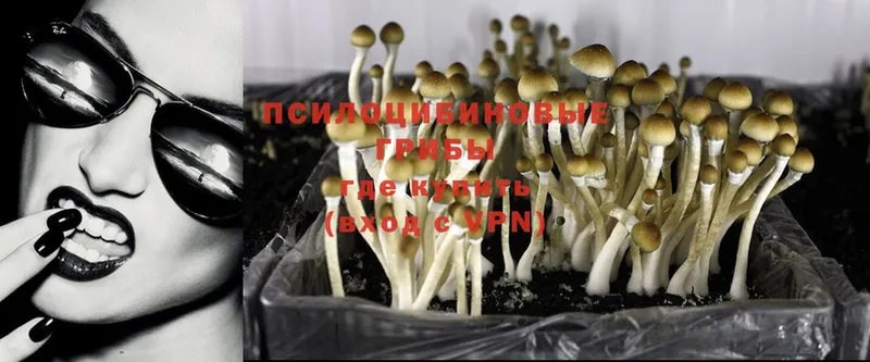 Галлюциногенные грибы Psilocybine cubensis  как найти наркотики  Асбест 