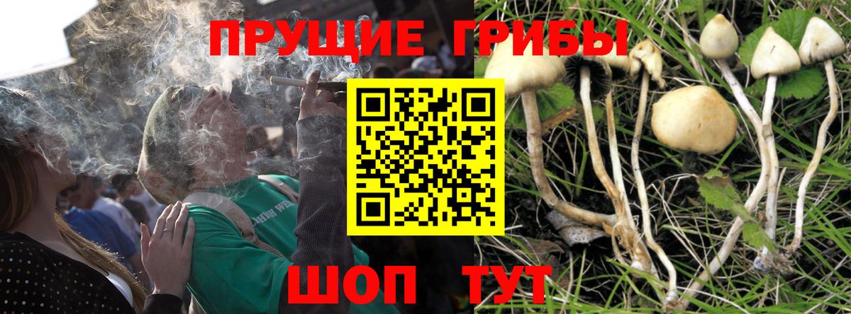Псилоцибиновые грибы Psilocybine cubensis Асбест